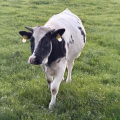 Lorenz van 't Hul