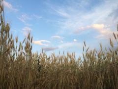 Gennadiy Viktorovich