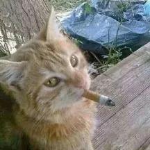 Lars Kjetil Gulbrandsen