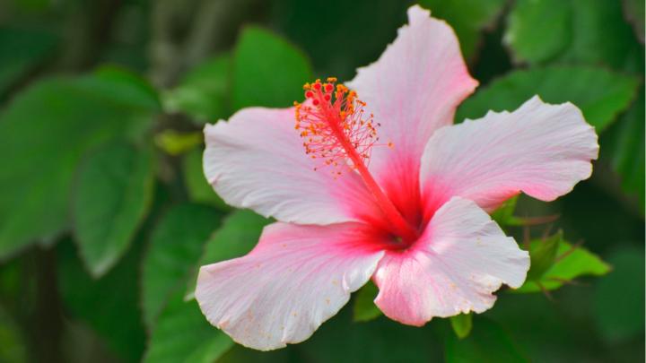 Taimane Ledoux-Sonoma