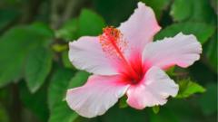 Taimane Ledoux-Sonoma