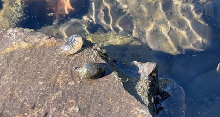 Coach franks skate school