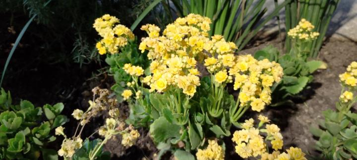 Lindas flores de junio 