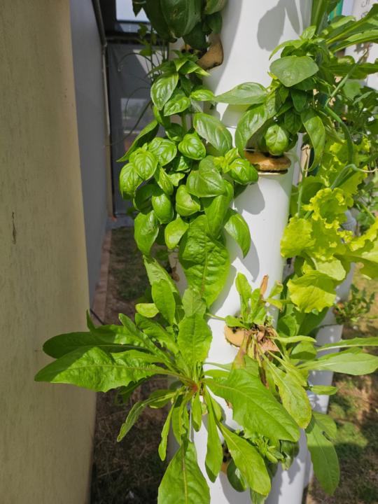 Plantas de Diego