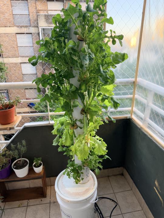 Huerta de Romina
