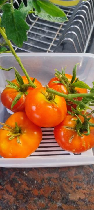 Tomates de Karina