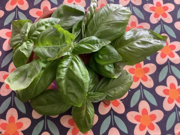 Pesto de Hebe