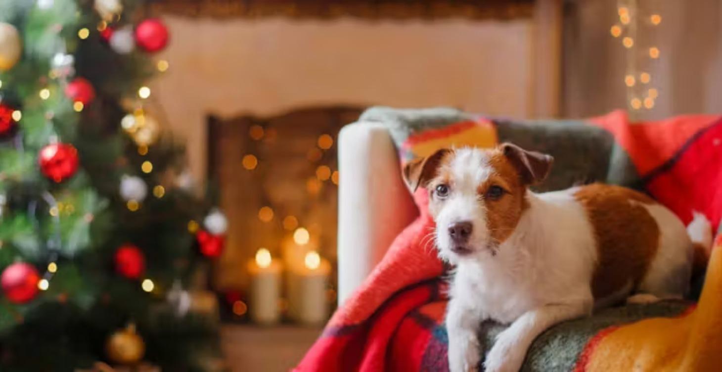 Holiday Dog Guide: Simple Holiday Management Plan