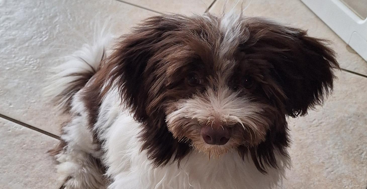 Shaggy