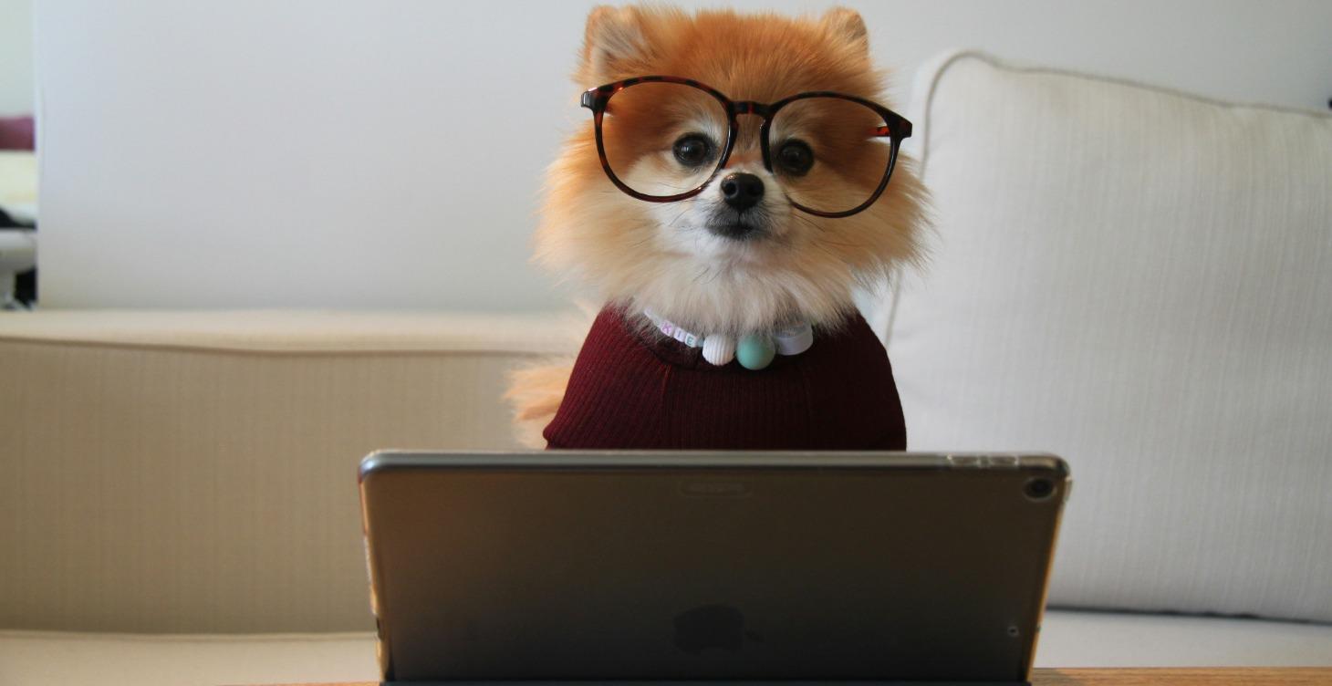 Training Support for Cultured Canines of Tampa