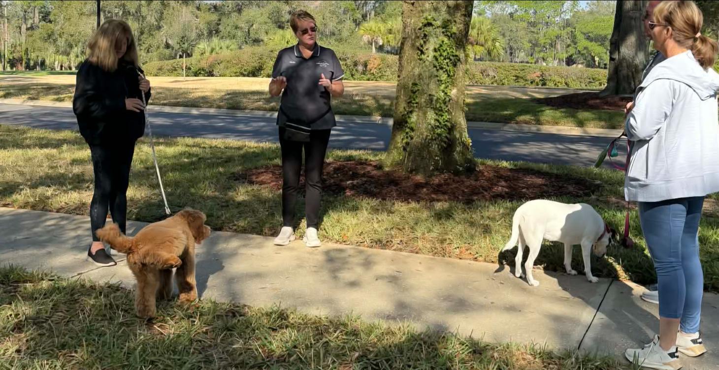 River Hills Canine Collective