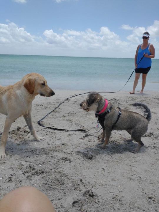 Let's get to know each other! Share about your dog! :)