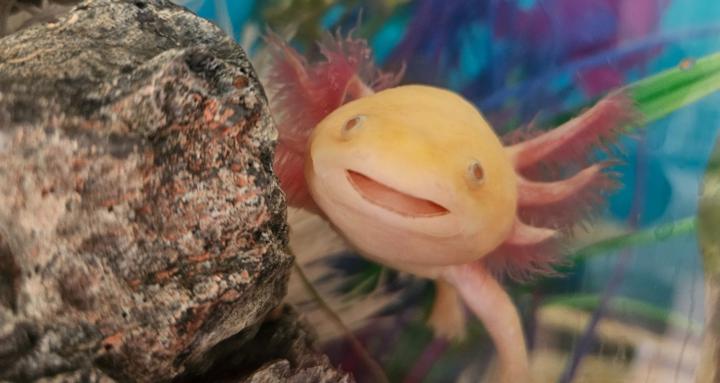 Axolotl Care Guide and support