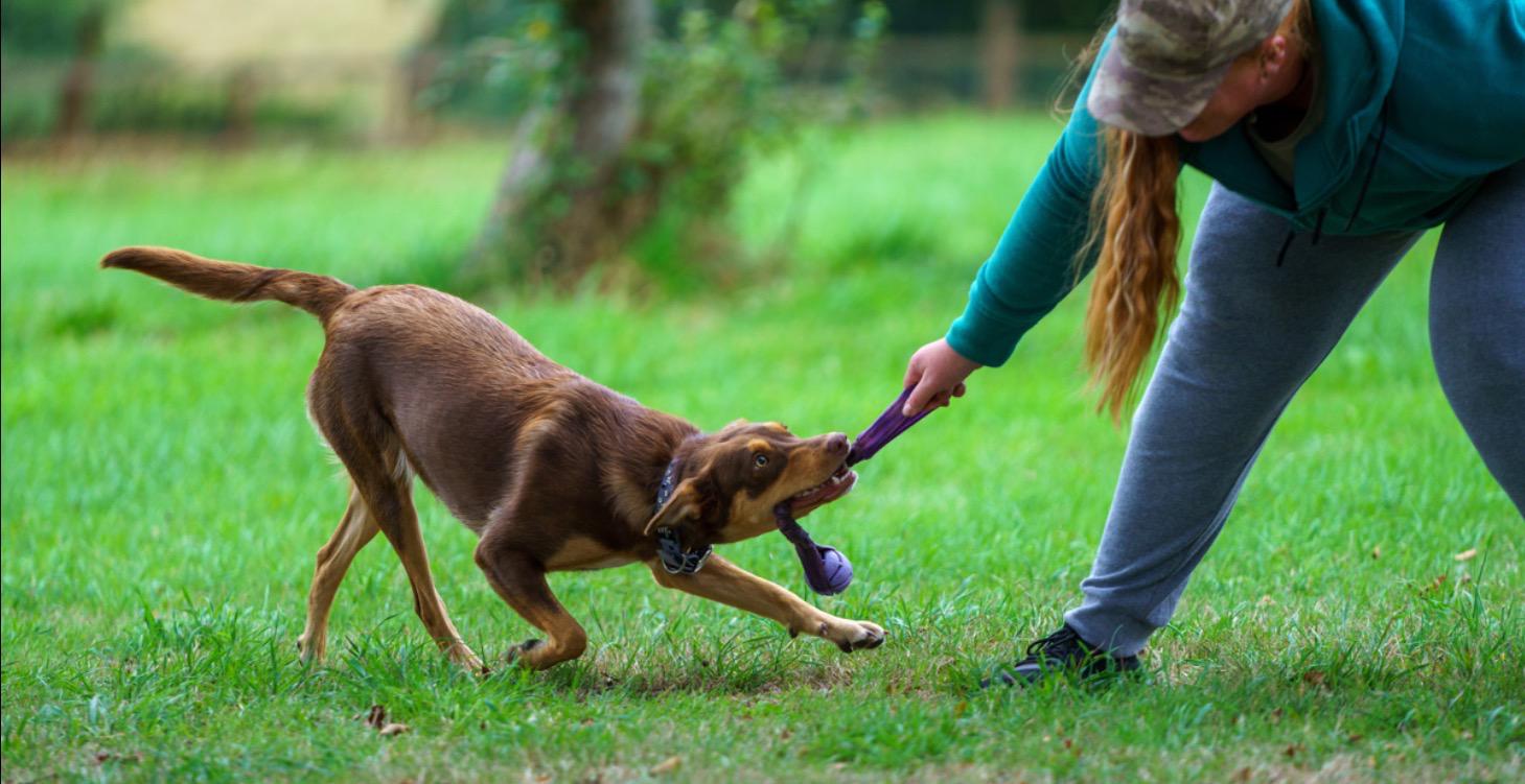 Reward Assessment - What does your dog love?