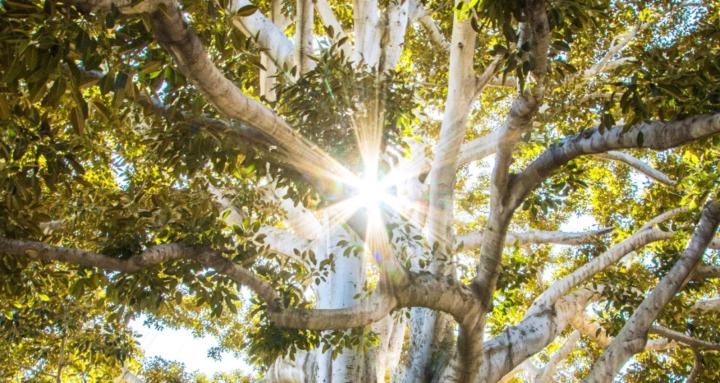 AltruRise Vision Creators