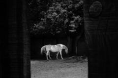 Olivier Chicheportiche