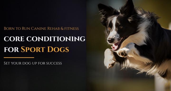 Core Conditioning: Sport Dogs