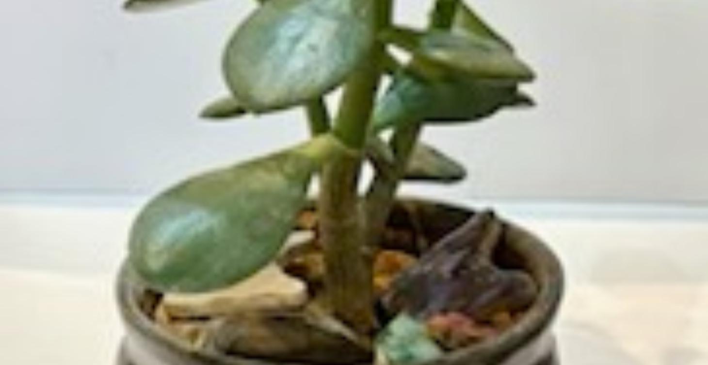 Jade Bonsai