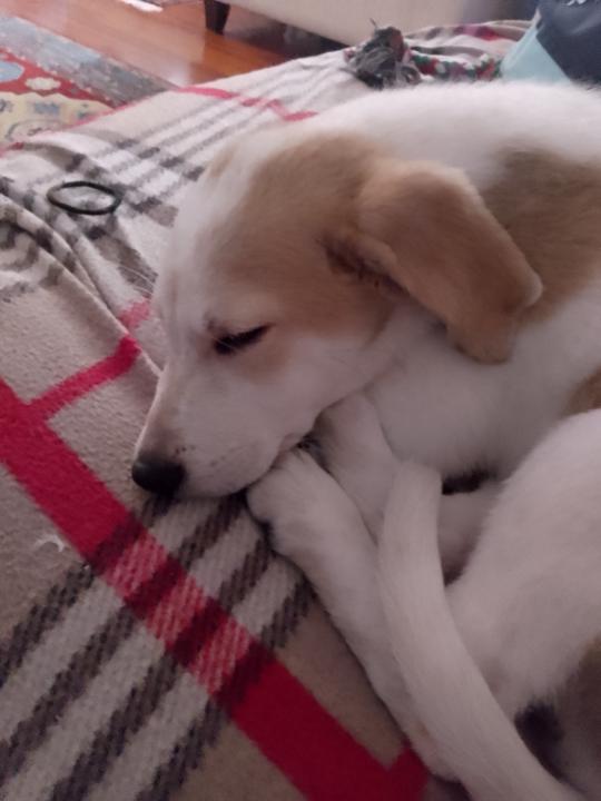 Μαρια Δρακοπουλου