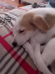 Μαρια Δρακοπουλου