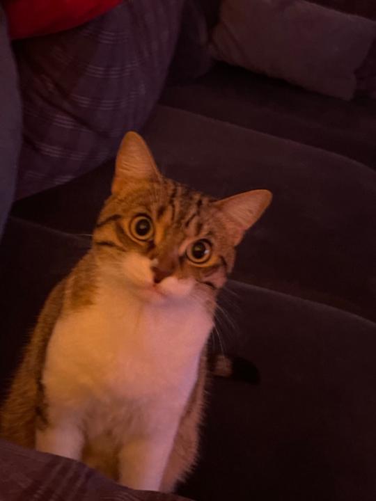 Yiğitcan Taşkıran