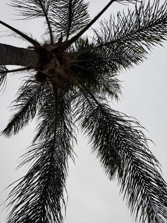 Carlos Jacob Anguiano Montalvo