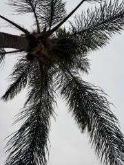 Carlos Jacob Anguiano Montalvo