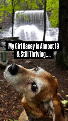 Detox For People & Pets gallery image