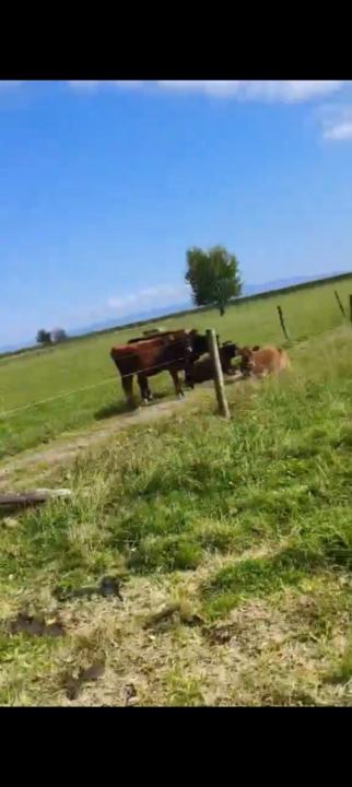 Te Aroha Ballantwine