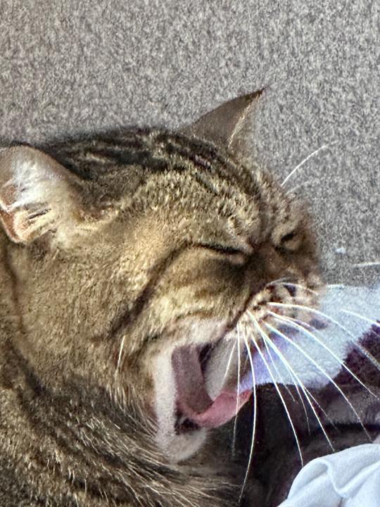 Vladyslav Krachkovskyi