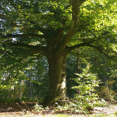 Azaria Ajaiya Jagydeva