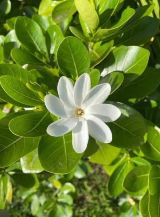Teraiponi Maheahea