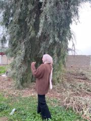 Pinar Niyazi