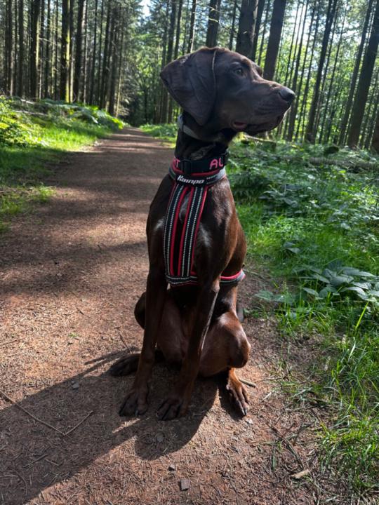 Rebecca Rommelfangen