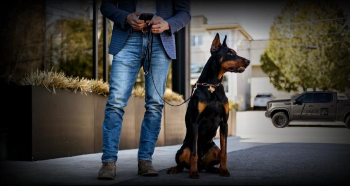 The Luxe: Canine Club