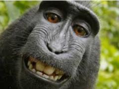 Monkey Mind