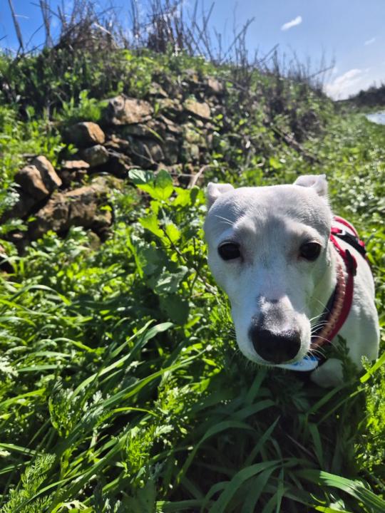 Isabel Jimenez-Valladolid