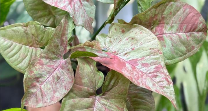 Barely Oklahoma Botanicals