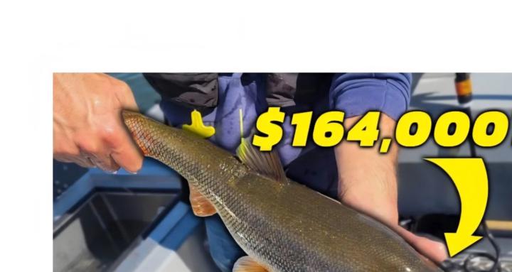 Pikeminnow (squawfish) skool