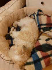 Christine-Petra Wolleitner