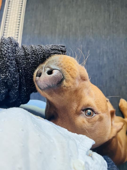 Anchoring and Softening after reuniting