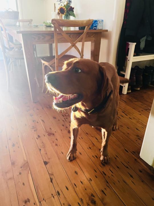Pax’s smile after doing PAWS