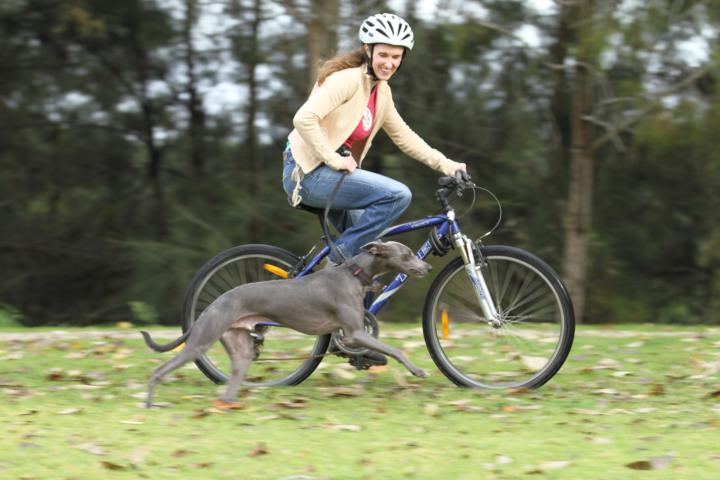 Celebrating dogs looking fine and fit 😍