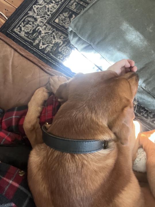 Snoring together- aka co-regulation 