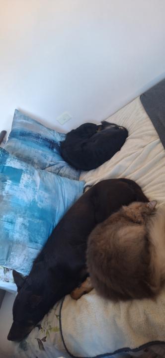 My animals...