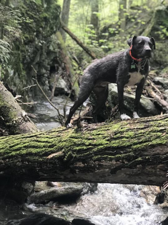 When dog(s) lead you to someone special 