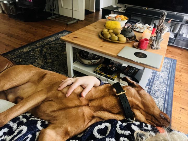 My Dog-My Teacher in Co-Regulation