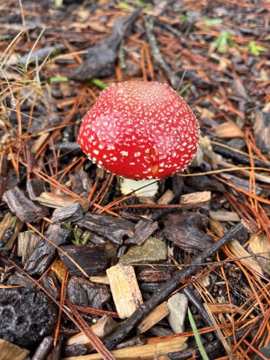 Look what we found this morning 🤩🍄
