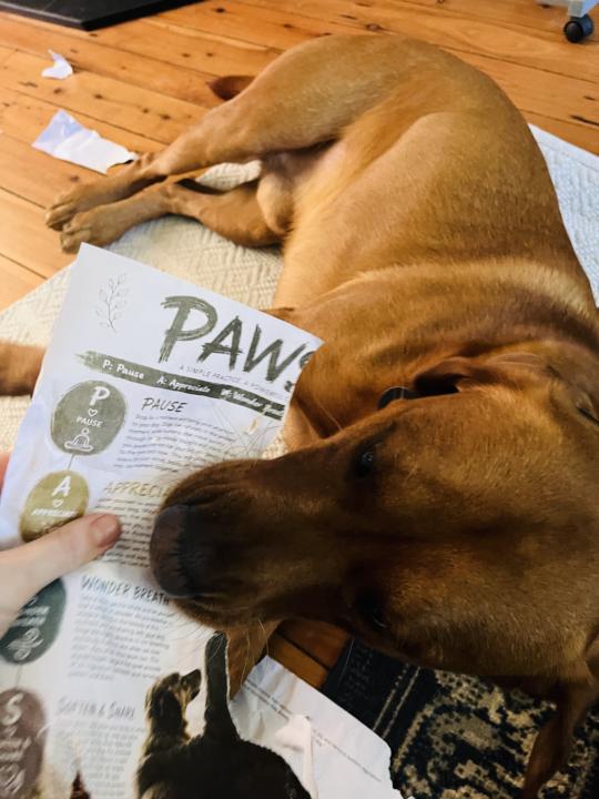 Pax likes the PAWS formula too…