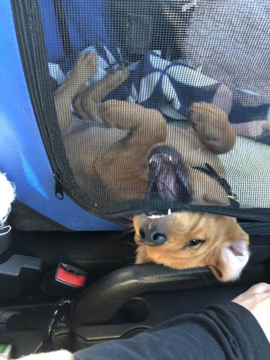 Show me your dog as a puppy 😍